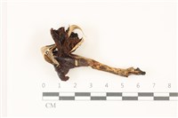 登錄號:F0037328藏品圖，第1張