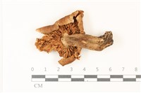 登錄號:F0037329藏品圖，第3張