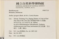 登錄號:F0037331藏品圖，第2張
