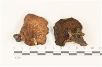 登錄號:F0037331藏品圖，第1張