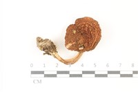 登錄號:F0037333藏品圖，第1張