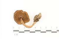 登錄號:F0037333藏品圖，第3張