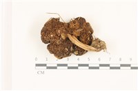 登錄號:F0037335藏品圖，第3張