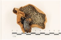 登錄號:F0037338藏品圖，第3張