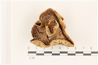 登錄號:F0037341藏品圖，第3張
