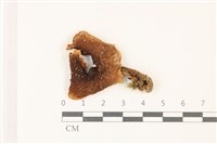 登錄號:F0037342藏品圖，第1張