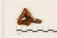 登錄號:F0037342藏品圖，第3張
