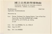 小皮傘屬藏品圖，第2張