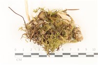 登錄號:F0037345藏品圖，第1張