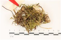 登錄號:F0037345藏品圖，第3張