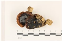 登錄號:F0037347藏品圖，第1張