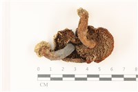 登錄號:F0037347藏品圖，第3張
