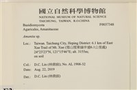 鵝膏屬藏品圖，第2張