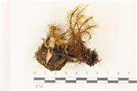 登錄號:F0037349藏品圖，第1張