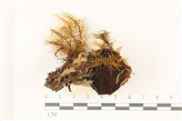 登錄號:F0037349藏品圖，第3張