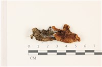 登錄號:F0037350藏品圖，第1張