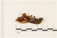 登錄號:F0037350藏品圖，第3張