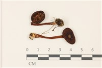 登錄號:F0037351藏品圖，第1張