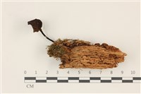 登錄號:F0037352藏品圖，第1張