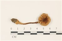 登錄號:F0037353藏品圖，第1張