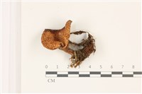 登錄號:F0037358藏品圖，第1張
