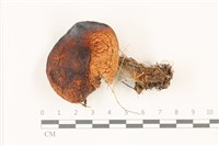 登錄號:F0037359藏品圖，第1張