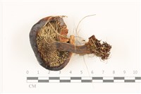 登錄號:F0037359藏品圖，第3張