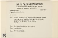 鵝膏屬藏品圖，第2張