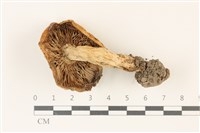 登錄號:F0037362藏品圖，第3張