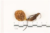 登錄號:F0037363藏品圖，第1張