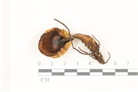 登錄號:F0037363藏品圖，第3張