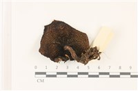 登錄號:F0037364藏品圖，第3張