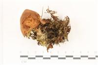 登錄號:F0037365藏品圖，第1張