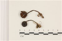 登錄號:F0037366藏品圖，第1張
