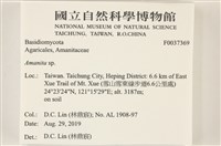 鵝膏屬藏品圖，第2張