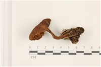 登錄號:F0037372藏品圖，第3張