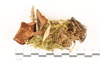 登錄號:F0037374藏品圖，第3張