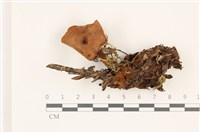 登錄號:F0037376藏品圖，第1張