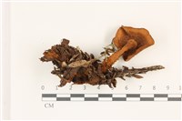 登錄號:F0037376藏品圖，第3張
