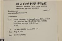 粉褶菌屬藏品圖，第2張