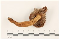 登錄號:F0037378藏品圖，第3張