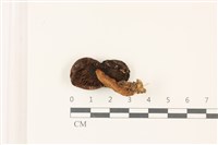登錄號:F0037382藏品圖，第3張