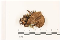 登錄號:F0037383藏品圖，第1張