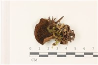 登錄號:F0037383藏品圖，第3張