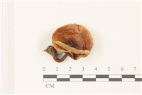 登錄號:F0037385藏品圖，第1張