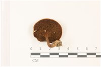 登錄號:F0037385藏品圖，第3張