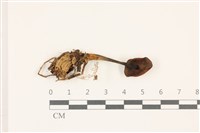 登錄號:F0037389藏品圖，第3張