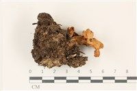 登錄號:F0037390藏品圖，第1張