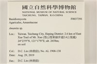 鵝膏屬藏品圖，第2張