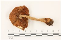 鵝膏屬藏品圖，第3張